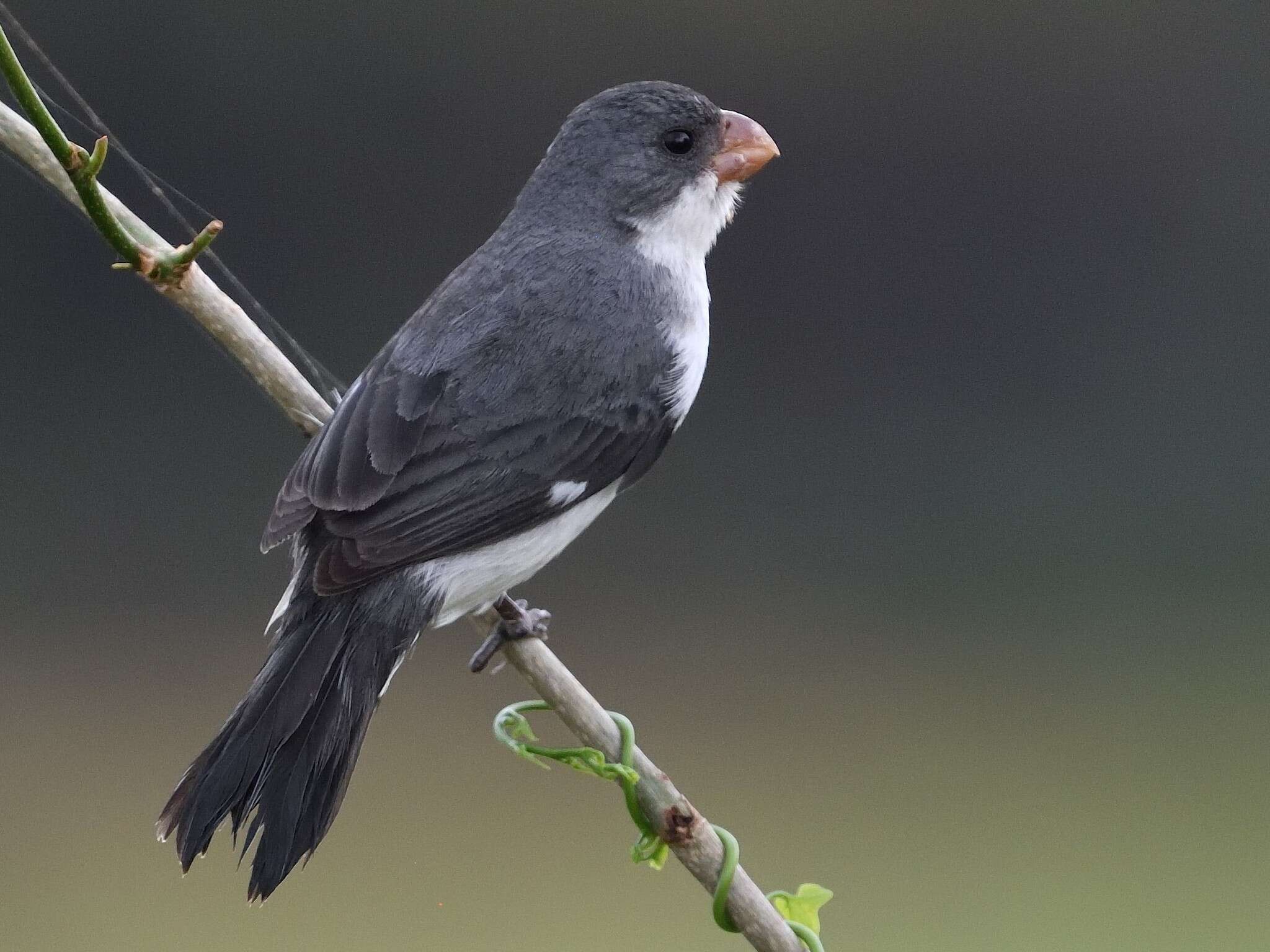 Sporophila leucoptera (Vieillot 1817) resmi