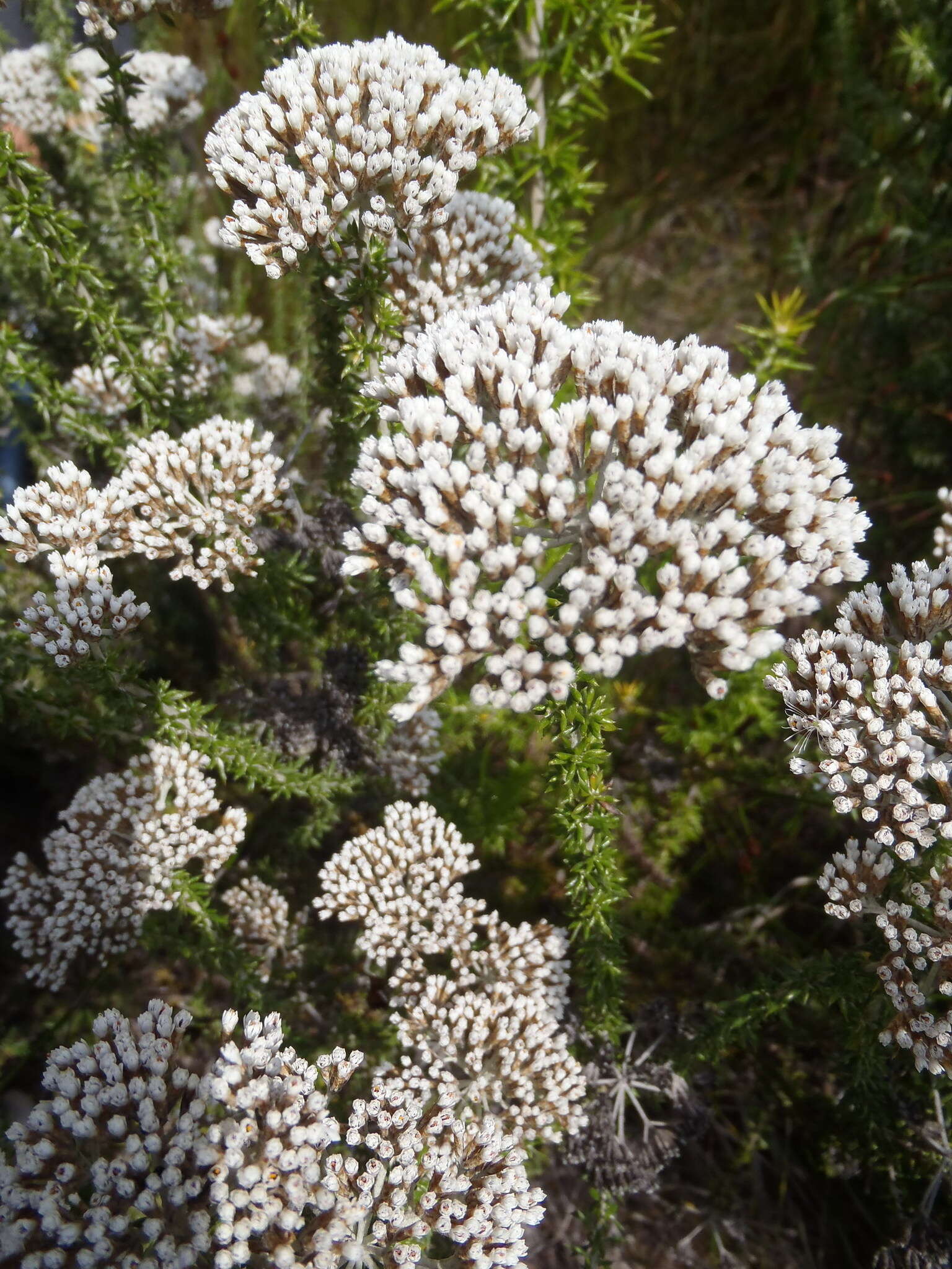 Image of Metalasia densa (Lam.) P. O. Karis