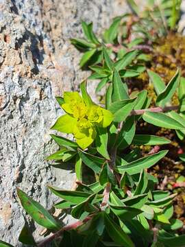 Image of Euphorbia flavicoma DC.