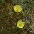 Image of Papaver chakassicum G. A. Peschkova