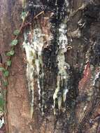 Image of candletree