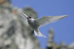 Image of Antarctic Tern