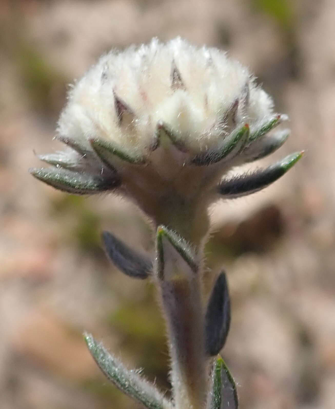 Image of Phylica propinqua Sond.