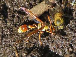 Image of Potter wasp