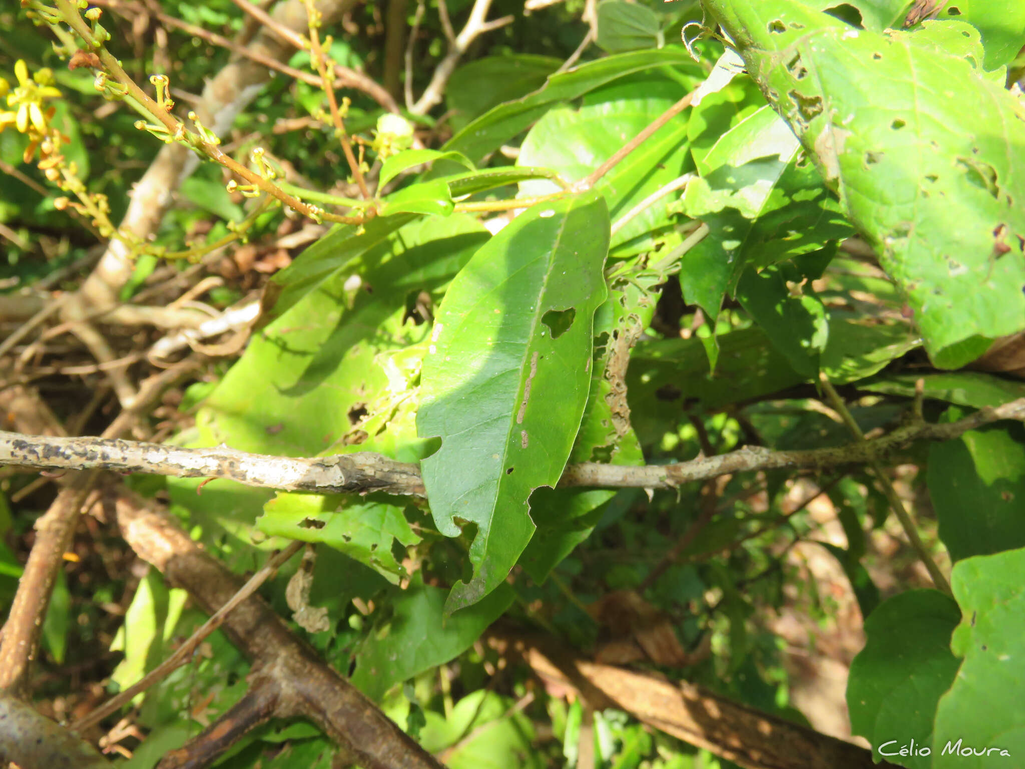 Imagem de Amorimia septentrionalis W. R. Anderson