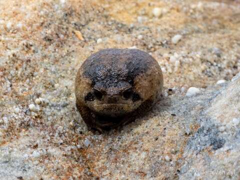 Image of Mountain Rain Frog