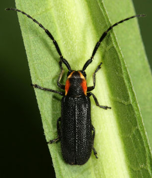 Image of <i>Hemierana marginata</i> (Fabricius 1798)