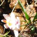 Image of Freesia caryophyllacea (Burm. fil.) N. E. Br.