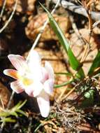 Image of Freesia caryophyllacea (Burm. fil.) N. E. Br.