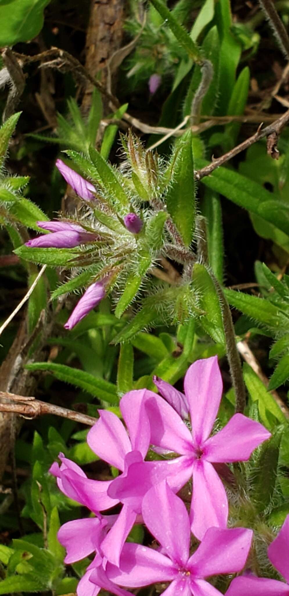 Image of hairy phlox