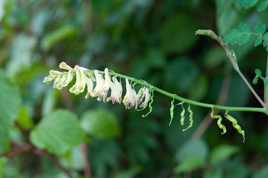 Image of Corydalis ophiocarpa Hook. fil. & Thomson