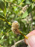 Image of yellow willow