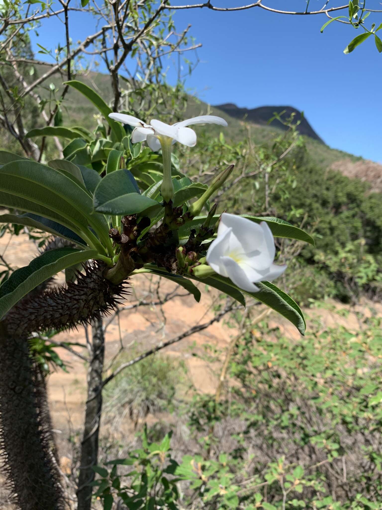 Image of Pachypodium lamerei Drake