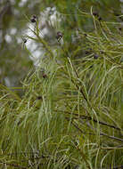 Image of Grevillea parallela Knight