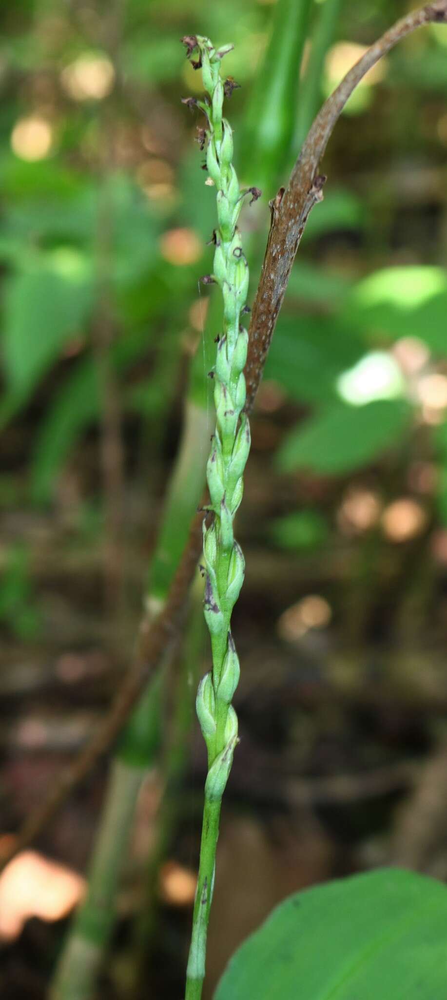 Peristylus caranjensis resmi