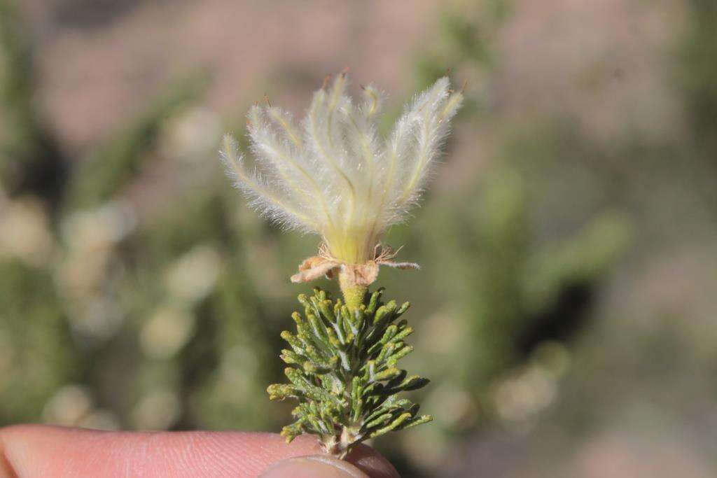 Image of Mexican cliffrose