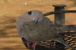 Image of African Mourning Dove