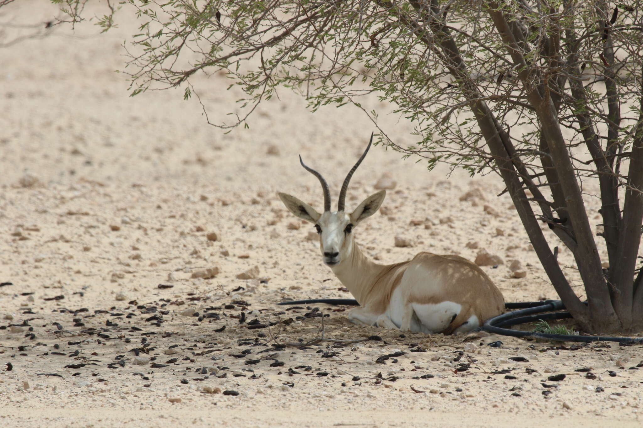 صورة غزال الرمل العربي - غزال الريم