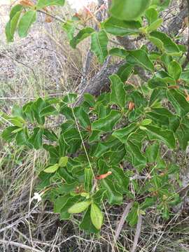 Image of Mascarenhasia lisianthiflora A. DC.