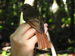 Image of Rufous-tailed Flatbill