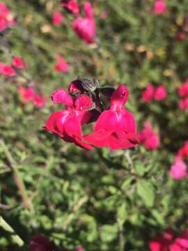 Salvia microphylla Kunth resmi