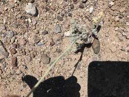 Image of woolly desert marigold