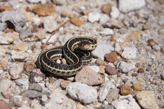 Image of Mexican Garter Snake