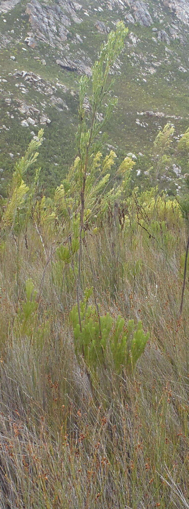 Plancia ëd Leucadendron ericifolium R. Br.