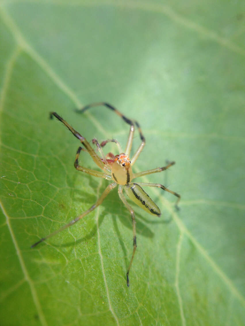 Image of Magnolia Green Jumper