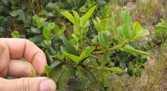 Imagem de Endotropis crocea subsp. pirifolia (Greene) Hauenschild