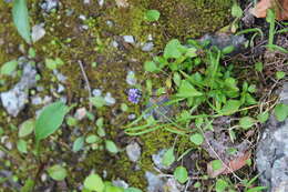 Image of alpine speedwell