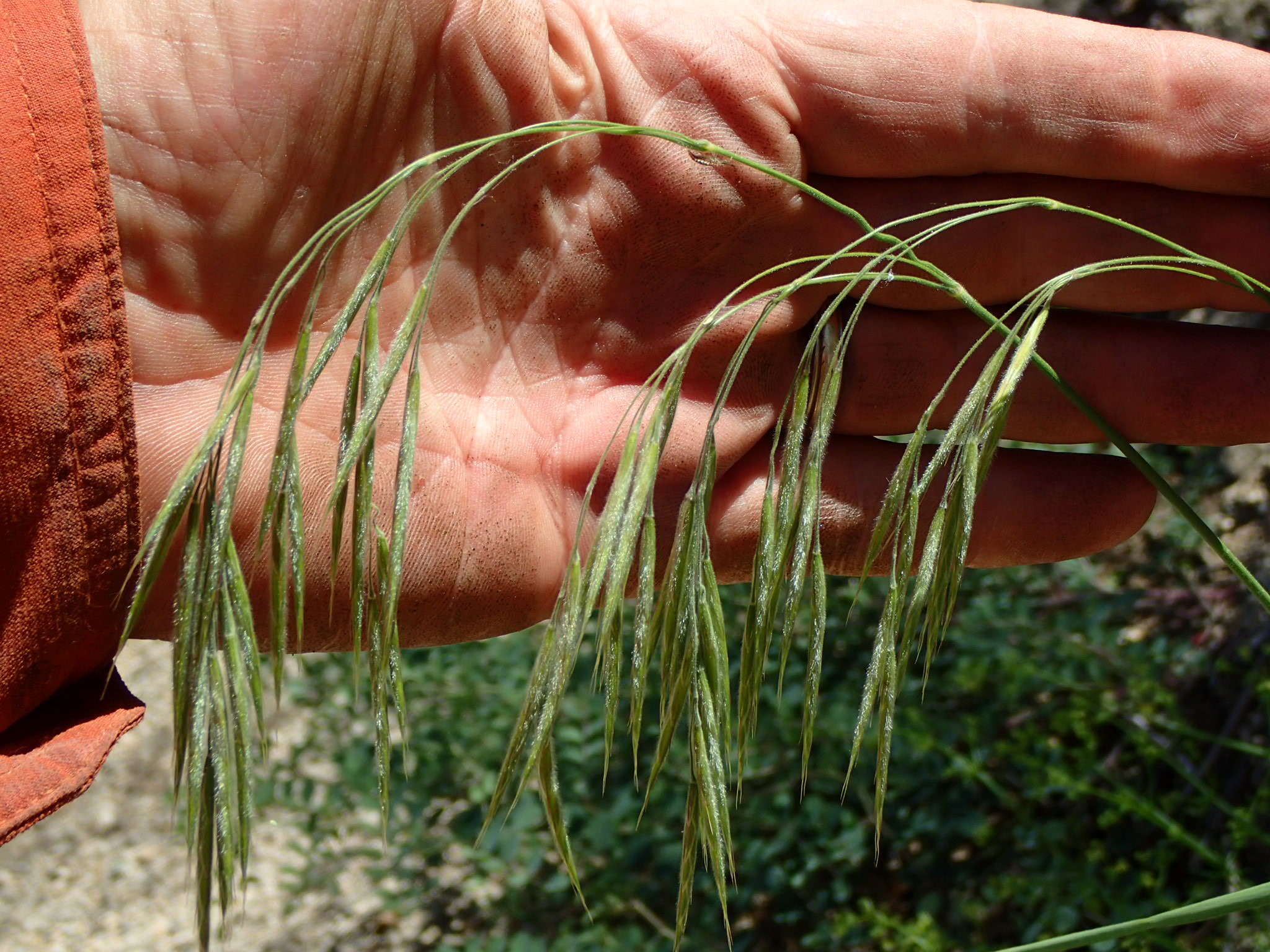 Image of coast range brome