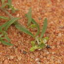 Plancia ëd Lobularia libyca (Viv.) Meisn.