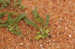 Plancia ëd Lobularia libyca (Viv.) Meisn.