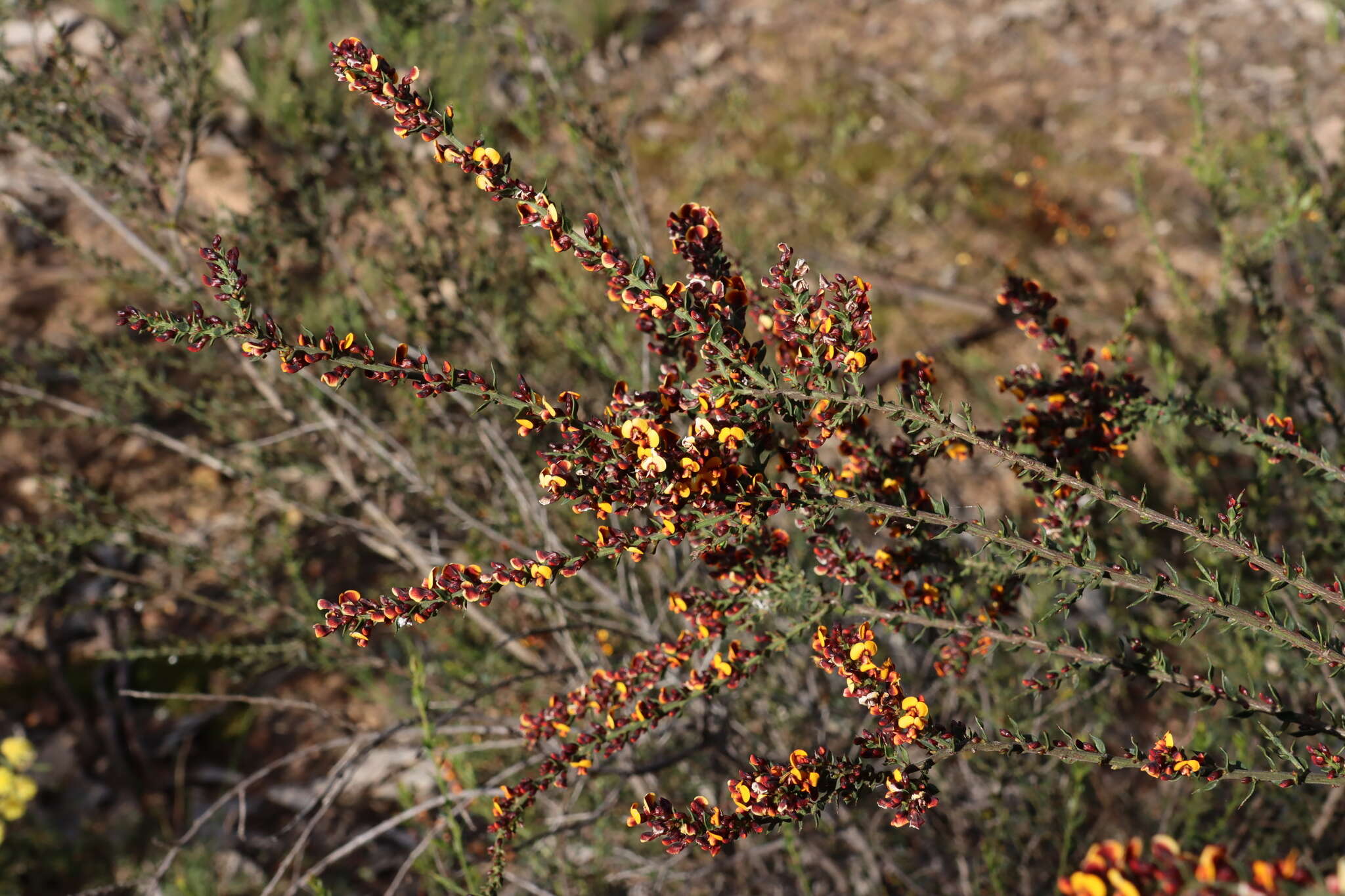 Image of <i>Daviesia ulicifolia</i> subsp. <i>ruscifolia</i>