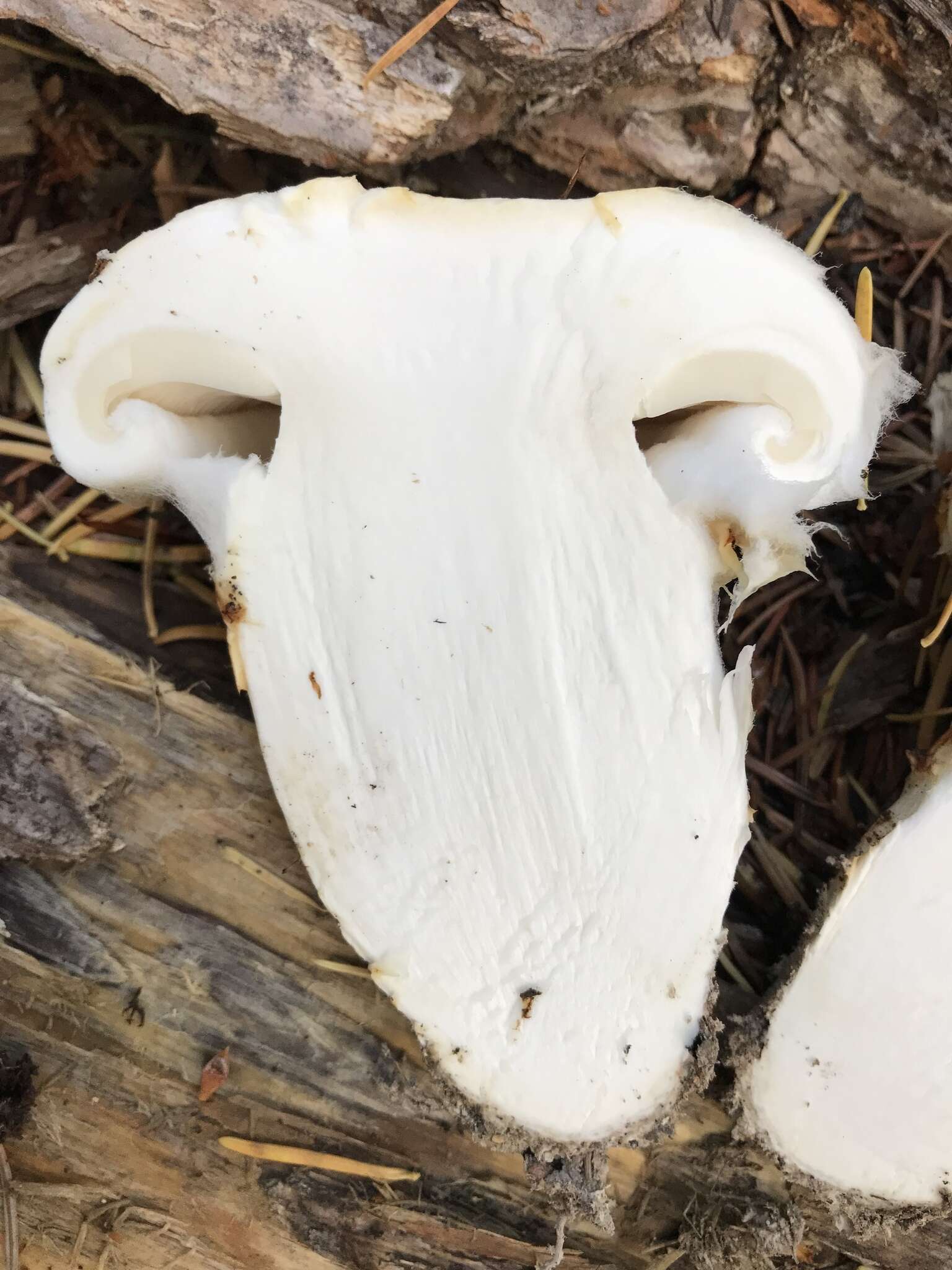 Image of White Matsutake