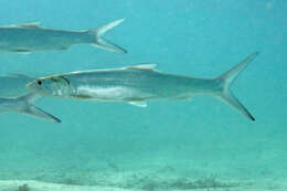 Image of Giant Herring