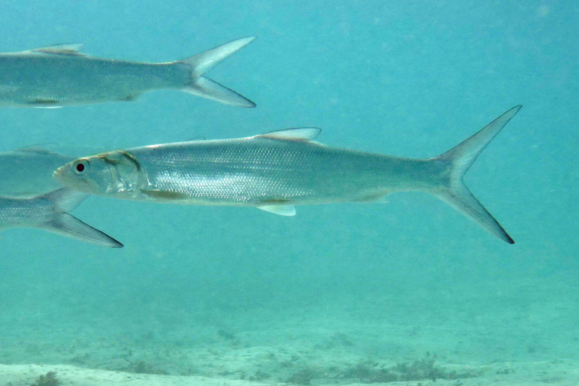 Image of Giant Herring