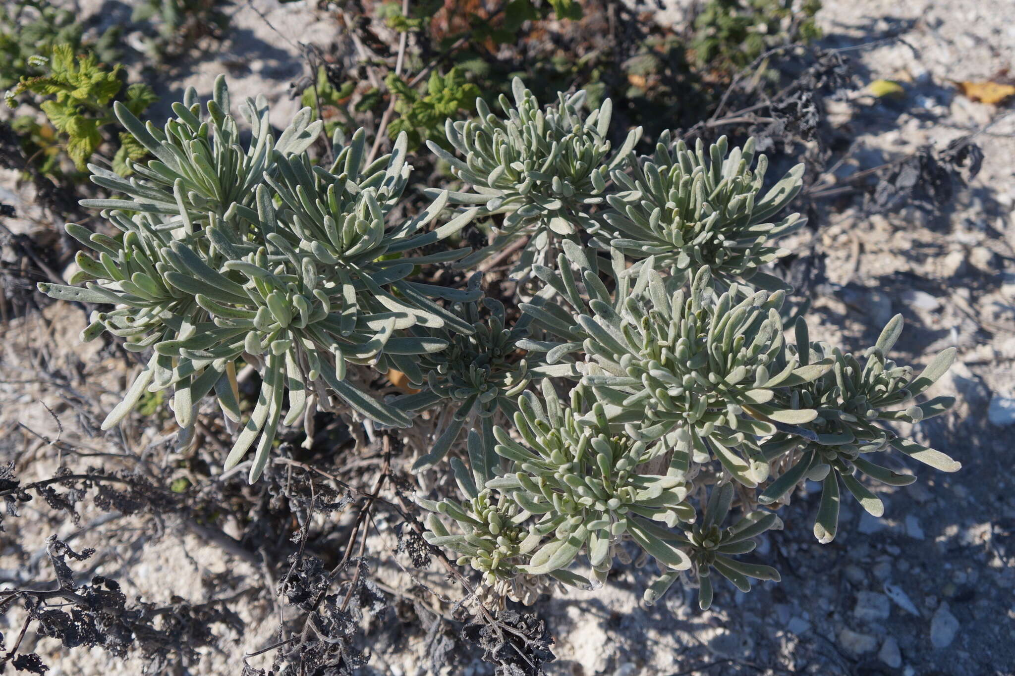 Tournefortia gnaphalodes (L.) R. Br.的圖片