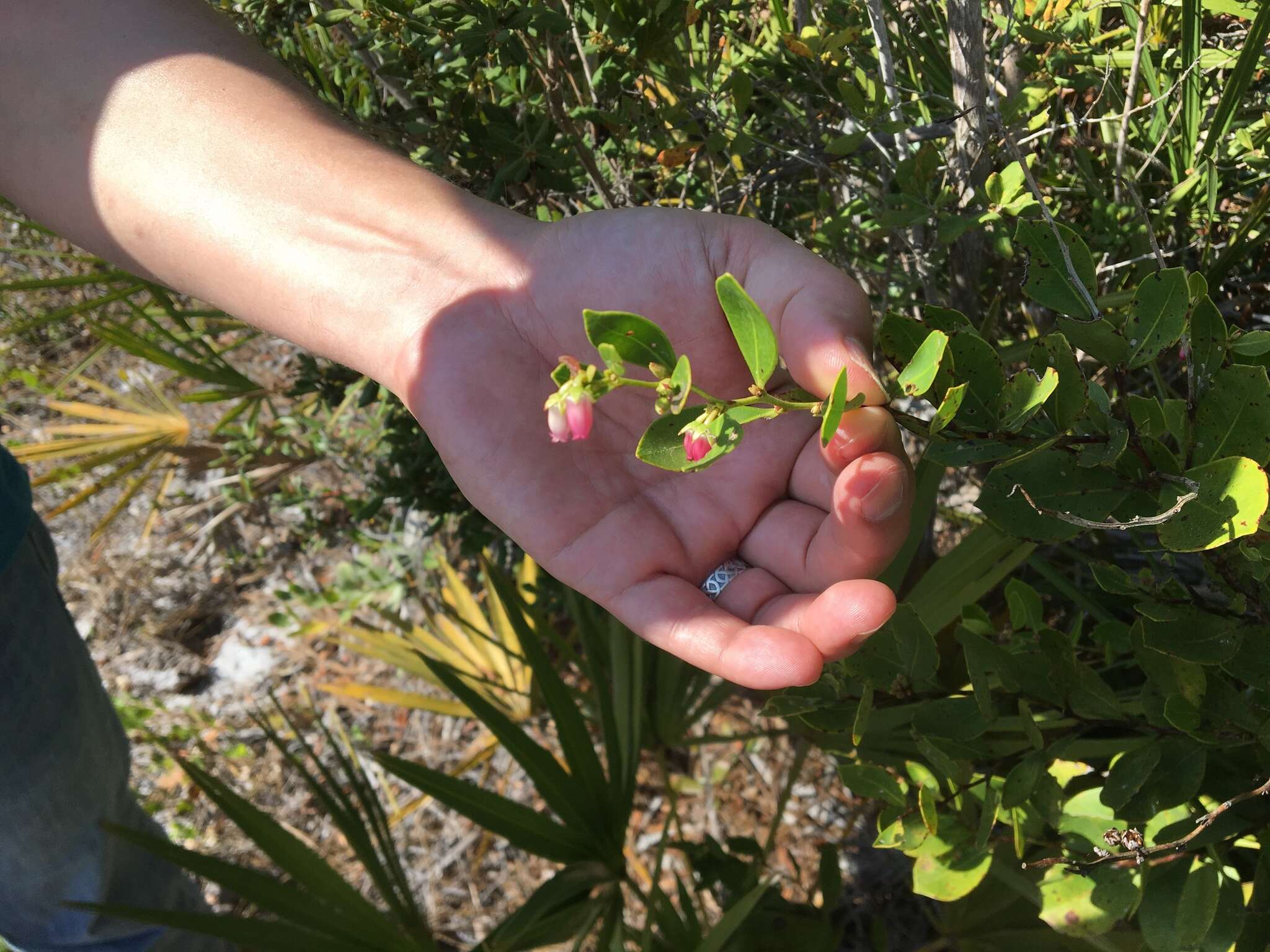 Lyonia lucida (Lam.) C. Koch resmi