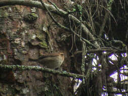 Image of Mountain Wren