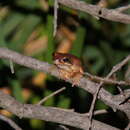 Image of red cryptic treefrog