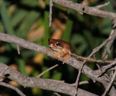 Image of red cryptic treefrog