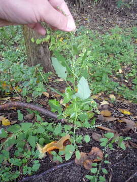 Chenopodium suecicum J. Murr resmi