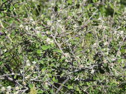 Imagem de Cotoneaster nummularius Fisch. & C. A. Meyer