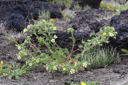 Potentilla newberryi A. Gray的圖片