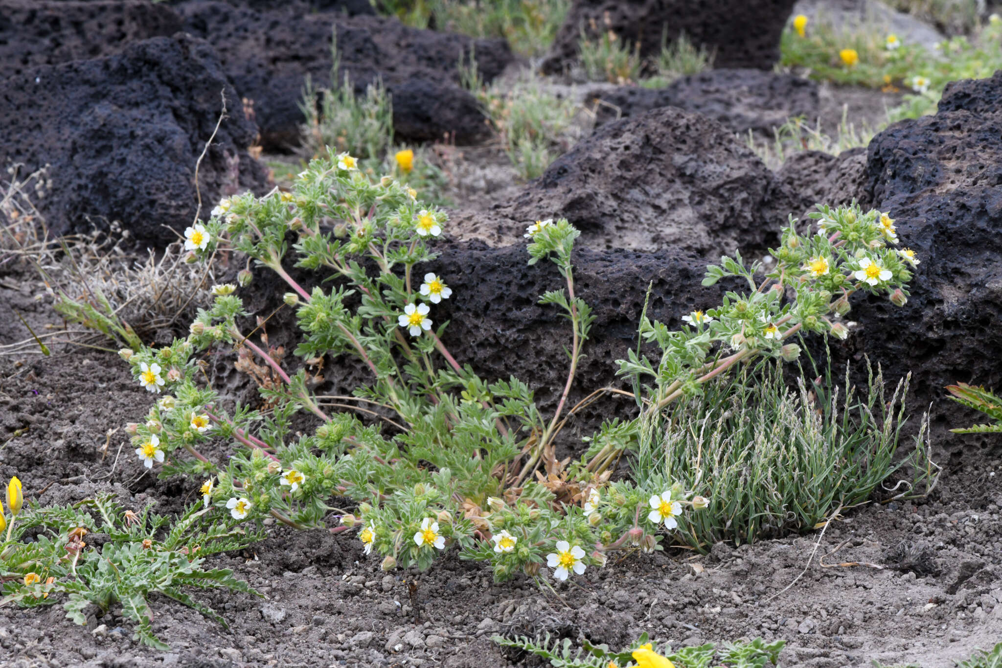 Potentilla newberryi A. Gray的圖片