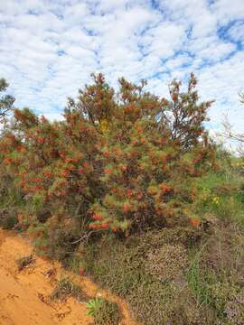 Image of Grevillea dielsiana C. A. Gardner