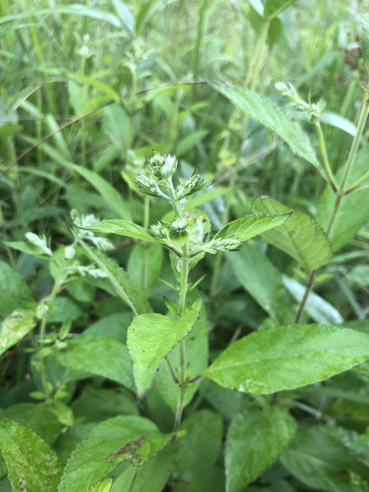 Image of hoary skullcap