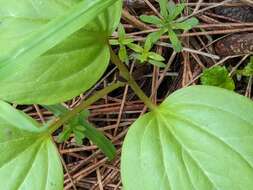 Image of Idaho trillium